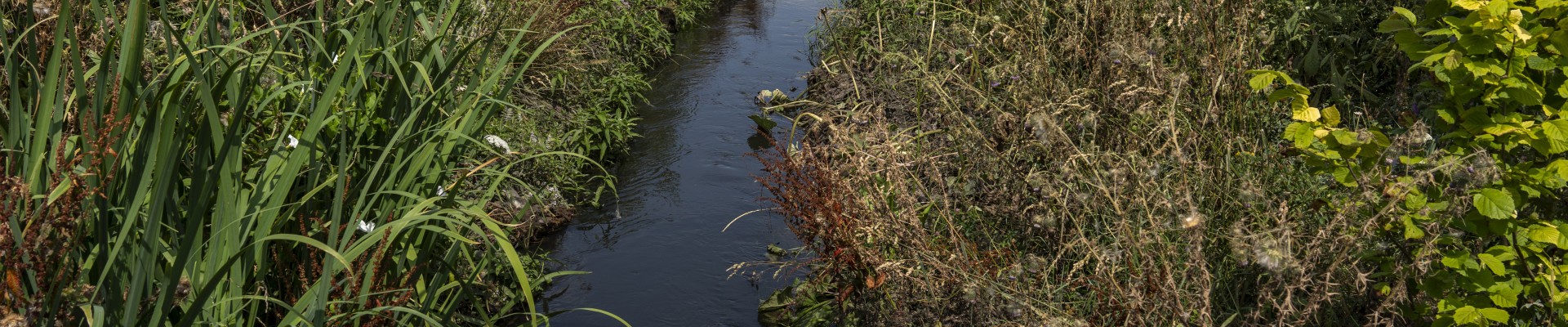 La Bièvre, cours d'eau entouré de végétations