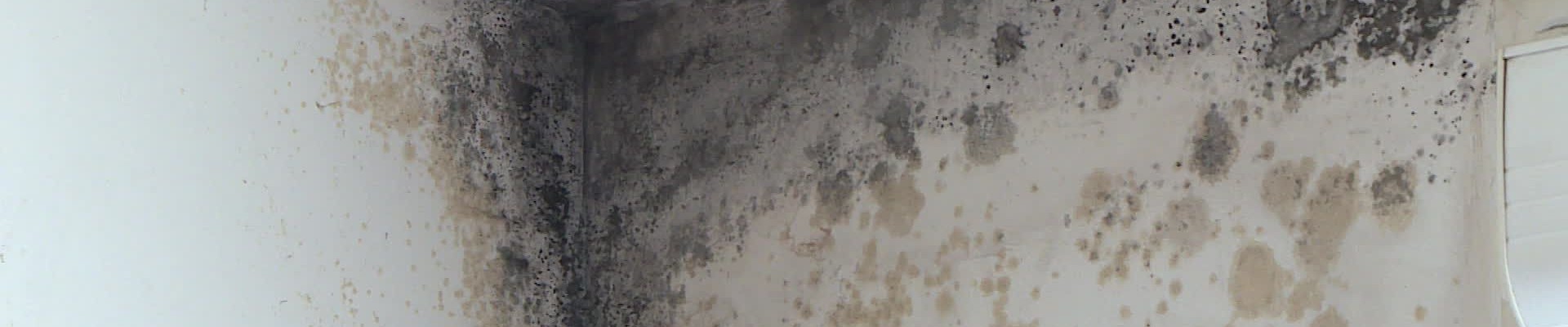 Moisissures très importante sur les murs d'un logement