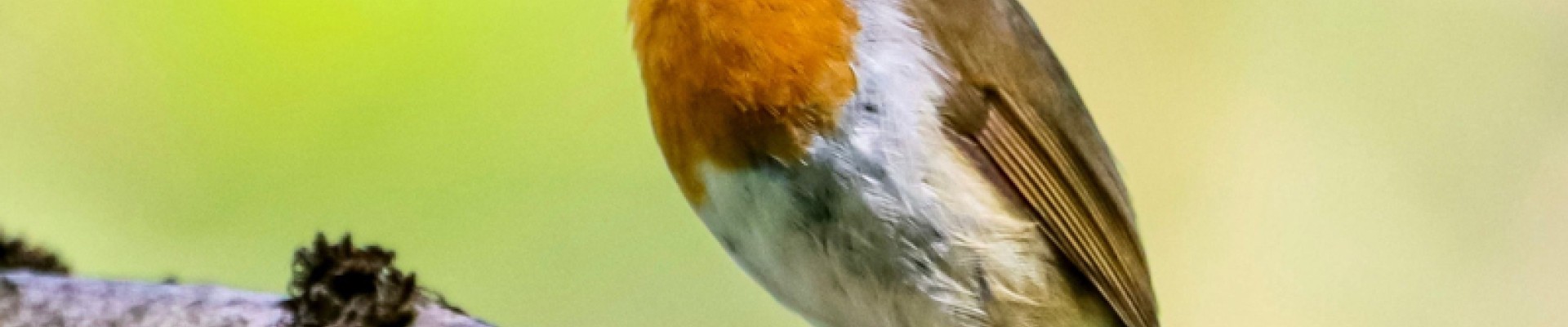 rouge gorge qui chante