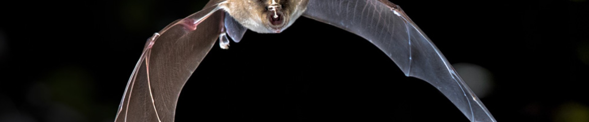 photo chauve-souris en vol