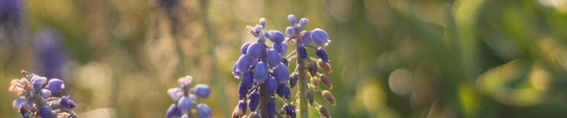 plantes fleuries dans la nature