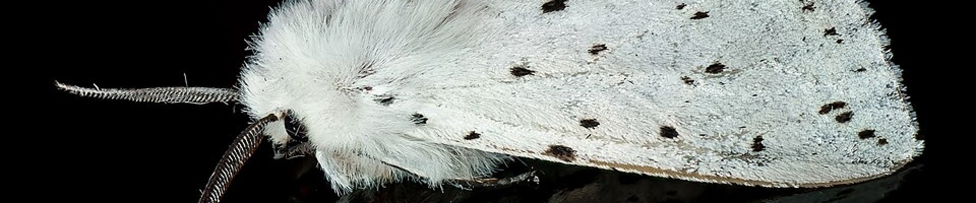 insecte se nommant écaille tigrée