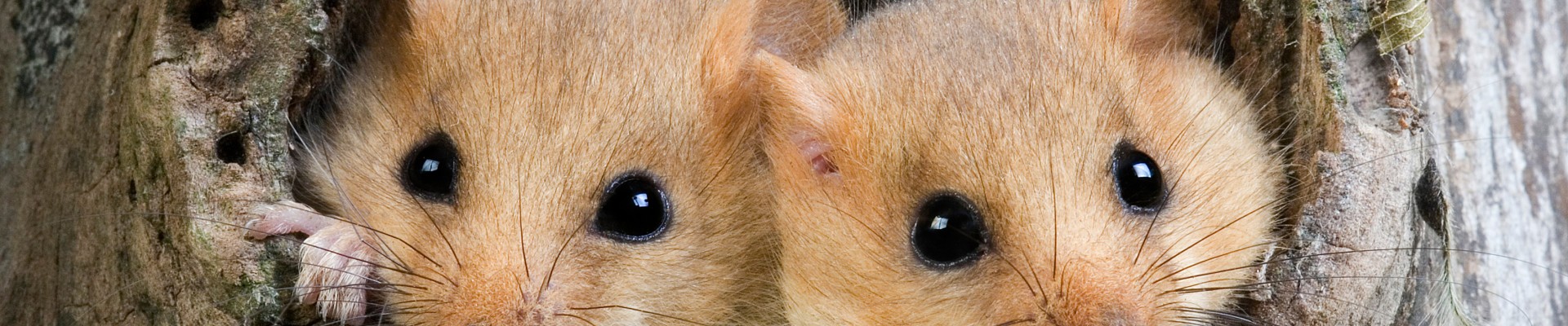 hermines dans un arbre