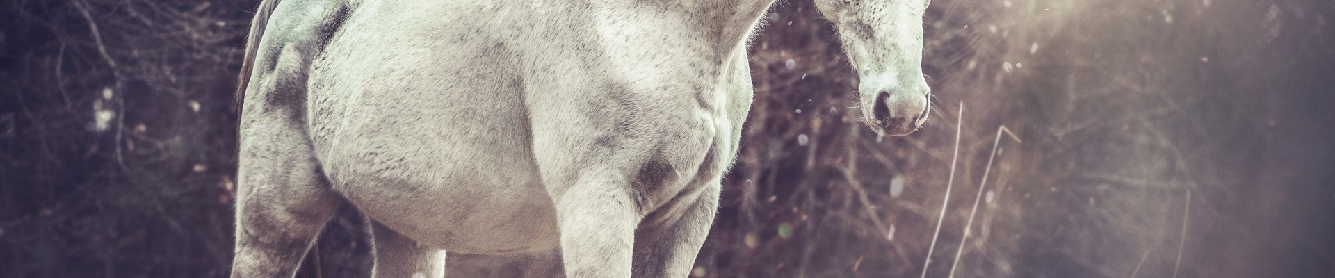 représente une licorne blanche