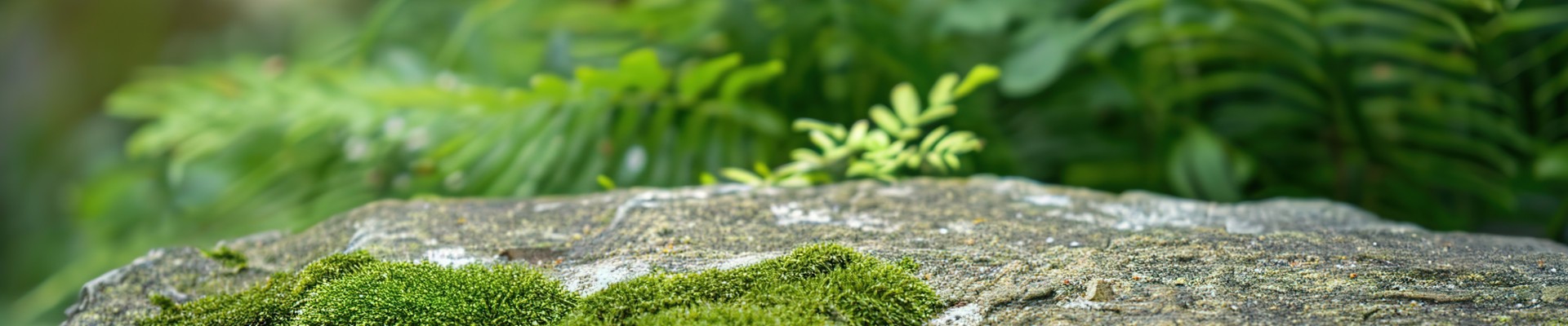 mousse sur un rocher