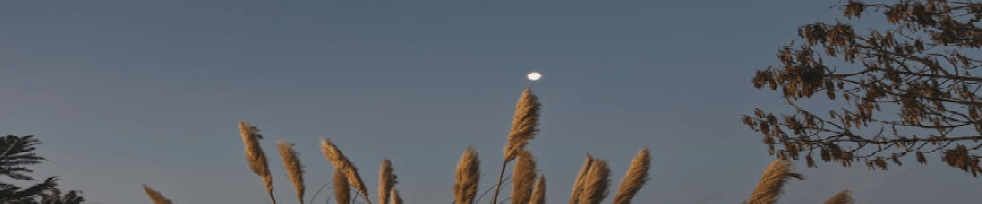 nature au crepuscule