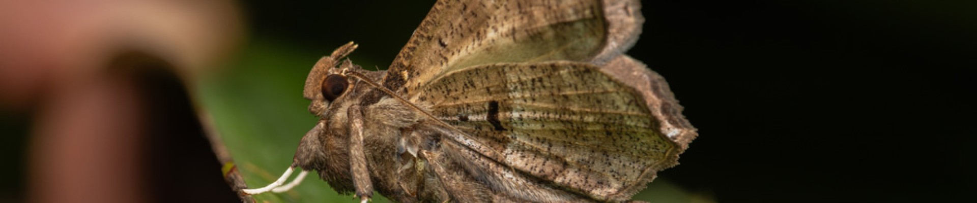 papillon de nuit