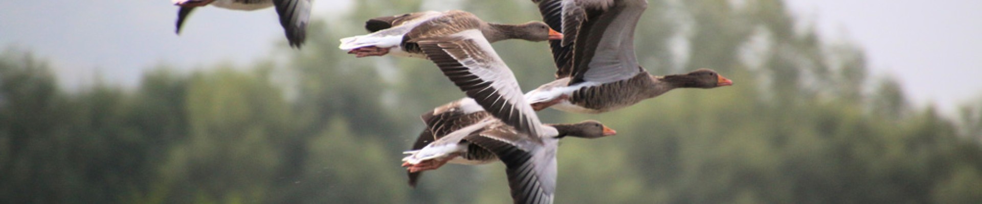 oiseaux en vol