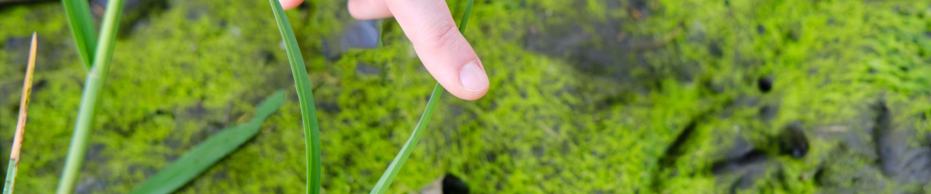 empreintes de canard