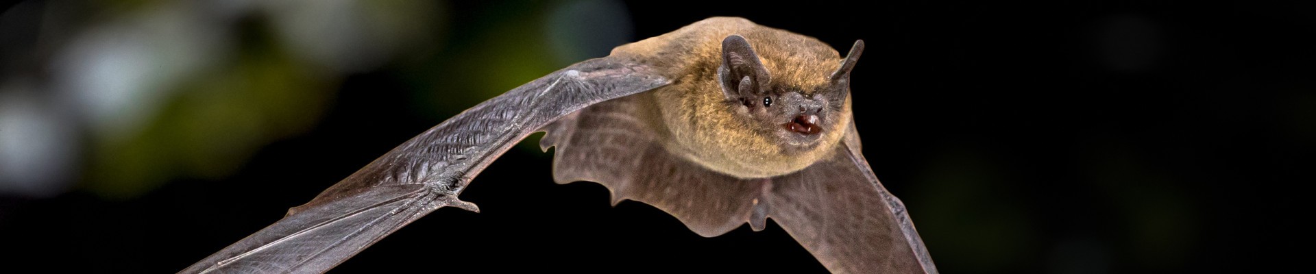 représente une chauve-souris en vol