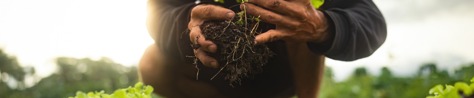 2 mains tiennent une salade juste sortie du sol dans un champ à ciel ouvert