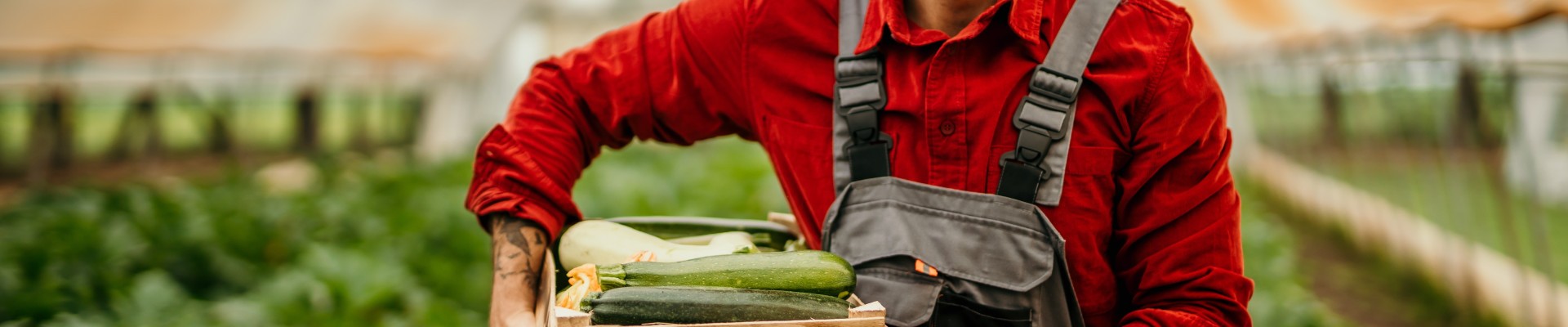 Fermier tenant une cagette de légumes dans une serre