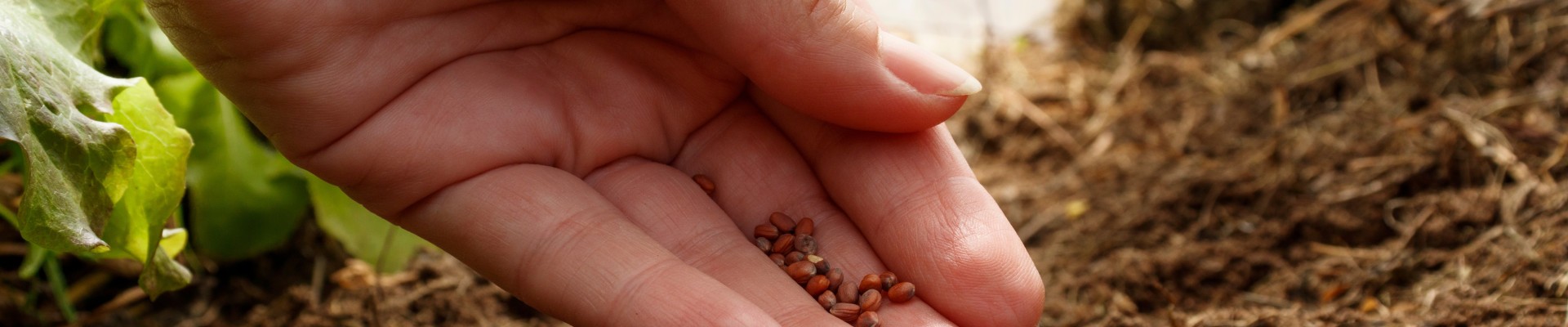main avec des graines près de la terre