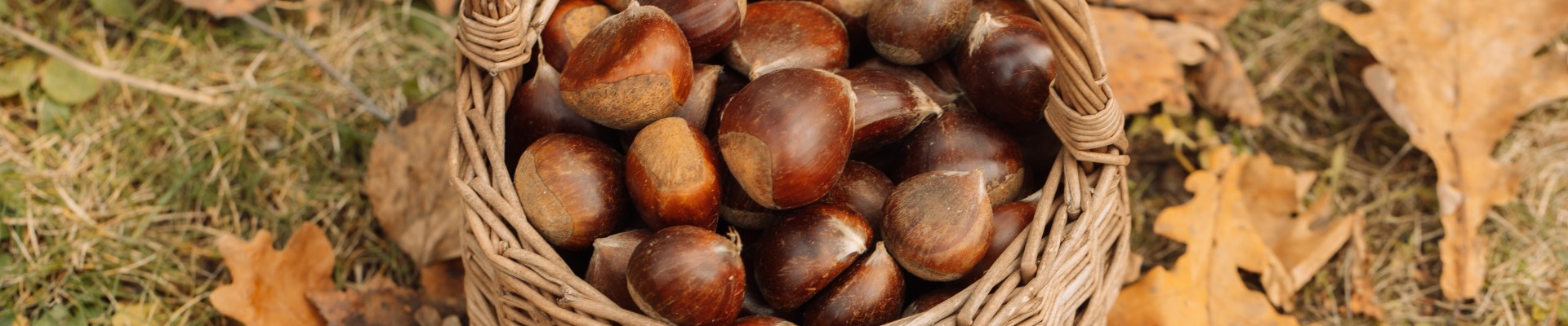 panier contenant des marrons