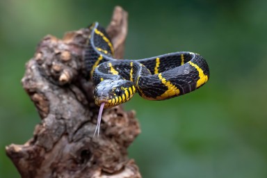serpent