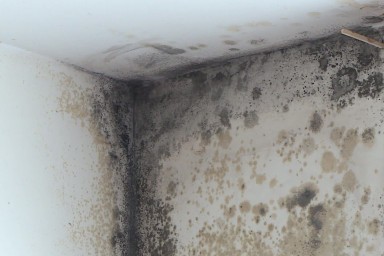 Moisissures très importante sur les murs d'un logement