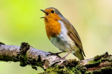rouge gorge qui chante