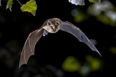 photo chauve-souris en vol