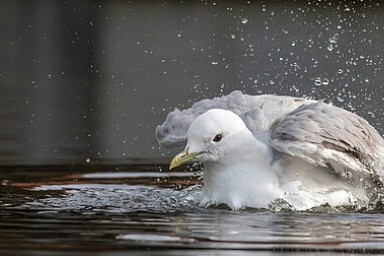 Une mouette s'ébroue sur l'eau