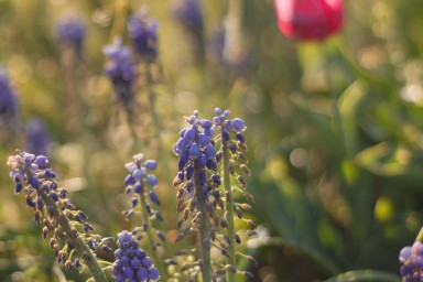 plantes fleuries dans la nature