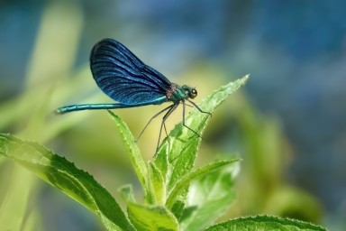 libellule