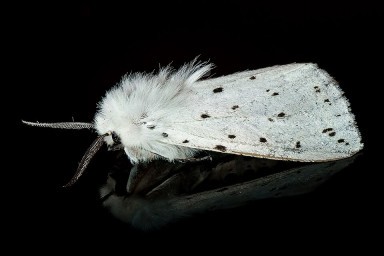 insecte se nommant écaille tigrée