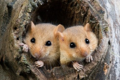 hermines dans un arbre