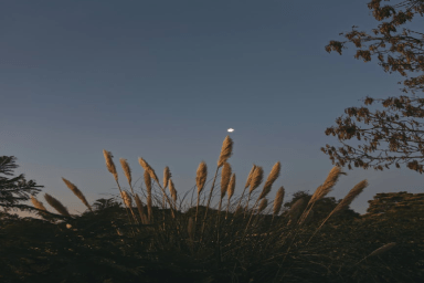 nature au crepuscule