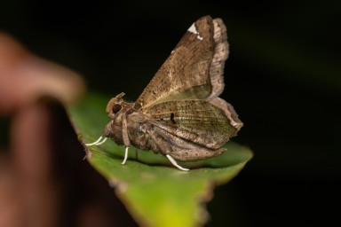 papillon de nuit