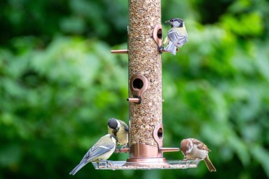 mésanges et moineaux sur un mangeoire