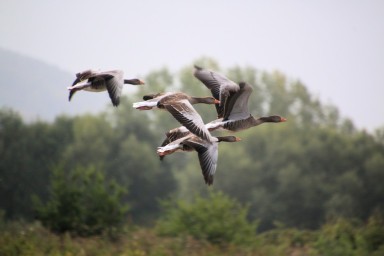 oiseaux en vol
