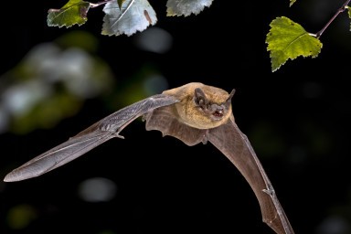 représente une chauve-souris en vol