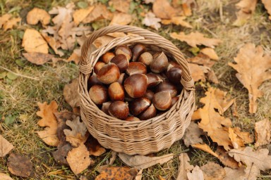 panier contenant des marrons