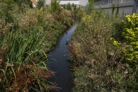 La Bièvre, cours d'eau entouré de végétations
