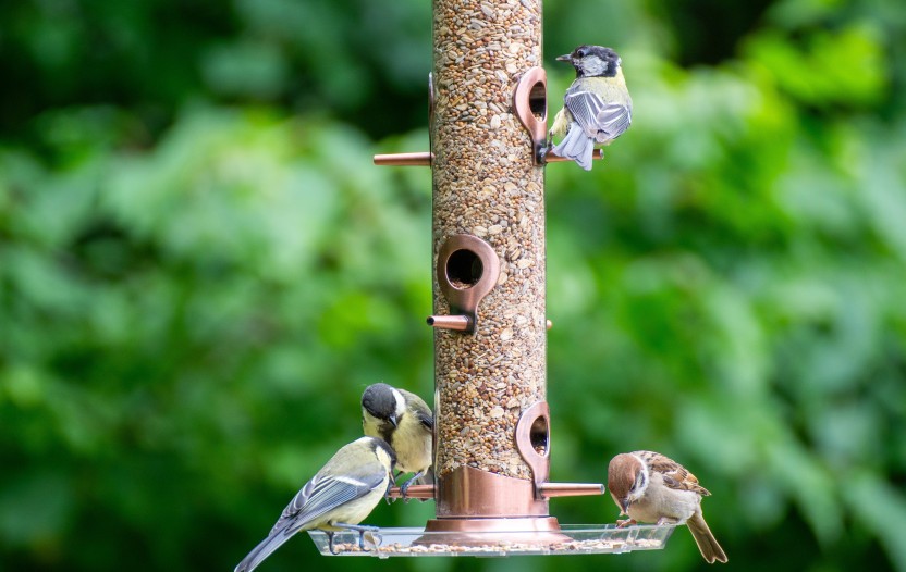 mésanges et moineaux sur un mangeoire
